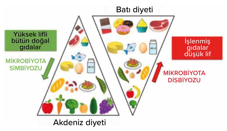 Akdeniz diyeti ile Batı diyetinin bağırsak mikrobiyotasına etkisinin karşılaştırılması