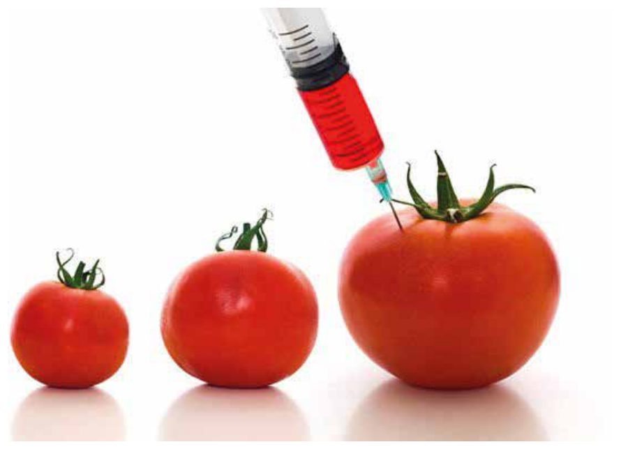 Şırıngayla genetiği değiştirilen domatesleri temsil eden görsel